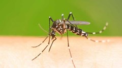 Thêm mối nguy từ bệnh sốt xuất huyết và bệnh do virus zika