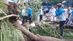 Vụ cây bật gốc tại trường THCS Bạch Đằng làm một học sinh tử vong: Thiếu vắng “Quy trình an toàn trường học”
