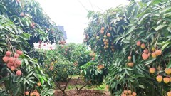 Khách du lịch có cơ hội đi xe trâu thăm các vườn vải thiều Lục Ngạn