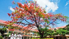 Có nên trồng phượng trong sân trường?