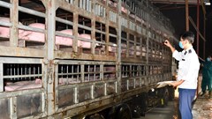 Triển khai các giải pháp tối ưu để tái đàn, tăng đàn lợn