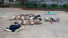 Thủ đoạn mới của bọn trộm chó, mèo