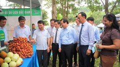 Bắc Giang mùa trái ngọt