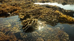 Đẹp ngỡ ngàng rạn san hô lộ thiên ở Gành Yến