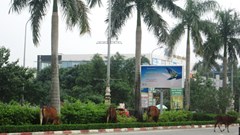 Nghệ An: Khó khăn trong xử lý tình trạng thả rông trâu, bò