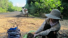 Nhặt hạt dẻ, thu tiền tỉ ở Quảng Lưu