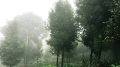 Đất hoang đã trở thành rừng pơ mu, sa mu