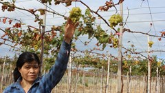 Ninh Thuận:Vì sao nho chết hàng loạt?