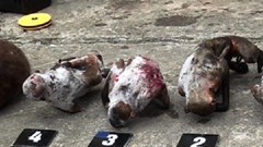 Bắt giữ “nữ quái" tàng trữ trái phép số lượng lớn động vật hoang dã