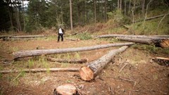 Lâm Đồng: Đầu độc gần 60 cây thông, đối tượng bị xử phạt 11 triệu đồng