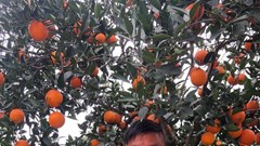 Lễ hội 11.11 tăng doanh số bán hàng nông sản