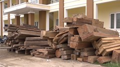 Bắt giữ 5 đối tượng phá rừng Trường Sơn, thu giữ 30m3 gỗ