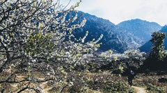 Mộc Châu mùa hoa mận - Điểm đến lý tưởng cho du lịch mùa đông