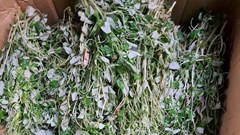 Rau dại bờ bụi miền Tây đi chuyên cơ ra Hà Nội thành đặc sản hạng sang