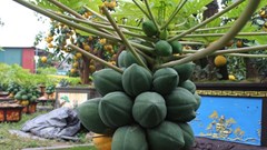 Đu đủ bonsai dáng siêu lạ, hút khách sành chơi dịp Tết