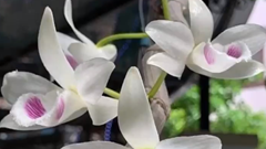 Rộ những giao dịch lan đột biến giá “trên trời” khiến dân tình dậy sóng