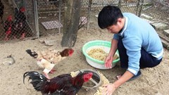 Vật nuôi đặc sản đắt hàng vụ Tết Nguyên Đán Tân Sửu 2021