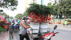 Hoa kiểng Tết đã bán tại Sài Gòn, nhiều người tranh thủ mua sớm vì giá rẻ