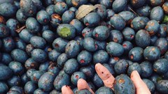 Lạ lùng thứ quả quê đắng chát xanh lè, lên Hà Nội thành đặc sản "hút" khách