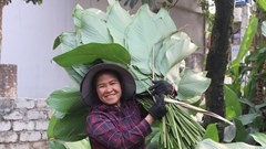 Hồ hởi thu hoạch "ngọc xanh", dân Hà Nội kiếm tiền triệu mỗi ngày dịp Tết