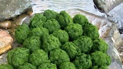 Đặc sản trời cho mọc trên đá ở Tây Bắc, muốn ăn phải mang chày ra giã