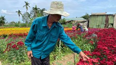 Quảng Ngãi: Liên tiếp xảy ra sự việc kẻ gian phá hoại hoa Tết của nông dân