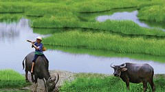 Lễ tiến Xuân ngưu của người Việt xưa