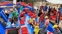 Ngư dân trở về với đầy ắp “lộc biển” đầu năm