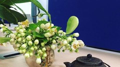 Tháng 3, ướp trà hoa bưởi