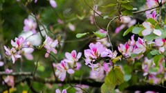 Các địa điểm “sống ảo” với hoa ban đẹp nhất tại Hà Nội