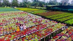 Làng nghề rộn ràng đón khách chơi Tết