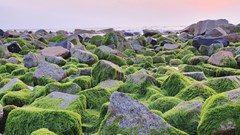 Du khách đổ xô check-in bãi đá rêu xanh đẹp nhất Phú Yên