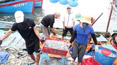 Nghề truyền thống hấp cá phơi khô ở Quảng Trị vào vụ chính