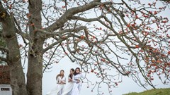 Cây gạo song sinh cổ thụ "độc nhất vô nhị" hút khách check-in ở Bắc Giang