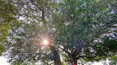 Đứng dưới vòm duối di sản độc đáo ở xứ Đoài mây trắng