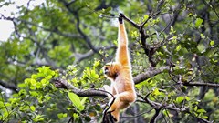 Hành trình về với tự nhiên của gần 100 cá thể động vật hoang dã