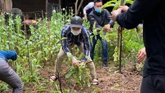 Hà Nội: Phát hiện một hộ dân trồng cây anh túc trong vườn nhà