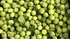 Công dụng tuyệt vời từ trái mơ ít ai biết đến