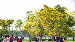 Điểm check-in mới thu hút hàng nghìn bạn trẻ Hà Nội