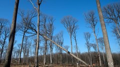 Pháp đốn cây sồi 230 năm tuổi để tái thiết Nhà thờ Đức Bà Paris