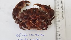 Ngộ độc cua mặt quỷ, bác sĩ khuyến cáo không nên ăn loại có hình thù kì dị