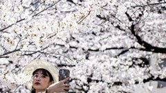 Ngỡ ngàng mùa hoa anh đào đẹp như tranh nở rộ sớm ở Nhật Bản