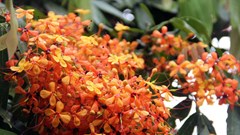 Cuốn hút mùa hoa Trang rừng ở Phú Yên