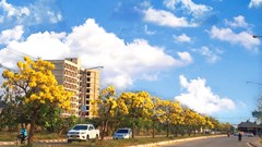 Ấn tượng với xứ sở trời xanh, mây trắng, hoa vàng