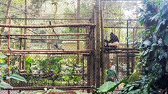 Khám phá "ngôi nhà" của các loài linh trưởng tại vườn Quốc gia Cúc Phương