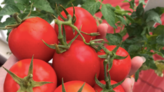 Những công dụng không ngờ tới từ cà chua