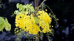 Ý nghĩa của loài hoa Dook Khoun trong đời sống của người dân Lào