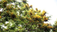 Hàng ngàn du khách thưởng lãm mùa hoa sưa bên dòng sông Tam Kỳ