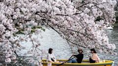 Ngắm hoa anh đào khoe sắc khắp các châu lục