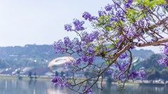 Cảnh sắc lãng mạn, đẹp như cổ tích ở Đà Lạt mùa phượng tím